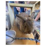 buck rabbit