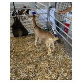 1 Year Old Nubian Nanny Goat Mix