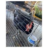 Large Fowl / BLK Australop Cockeral