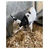 Black & White Goat INAK 5239