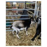 Yearly Doe Goat INAK 5241