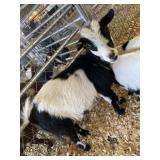 Black and White Goat - INAK 1305