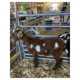 Doe Dapple Goat WNC 372832 IND