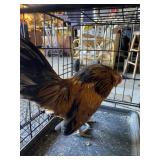Quail Belgium D