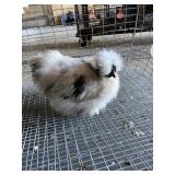 Paint Naked Neck Silkie Cockeral