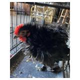 Blk Frizzle Coshin Cockeral