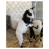 Black & White Goat INAK 5238
