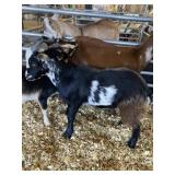 Weather Goat INAK 5240