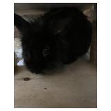 Lionhead Doe