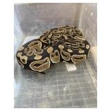 Ball Python Snake