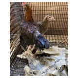 BB red bantam pair