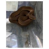 Egg Eater Snake