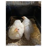 Roosters