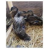 female mallards