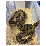 Enchi Ball Python Female