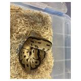 Clown Ball Python Male