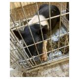 male hampshire pig