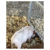 white male pig kune kune