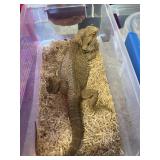 Bearded Dragon Male