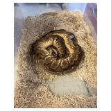 Spider Ball Python MAle