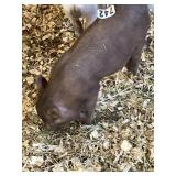 brown kune kune pig female