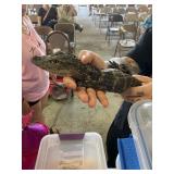 American Alligator