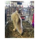 Cinamon Arctic Marble Red Fox Male
