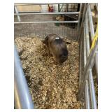 kune kune boar