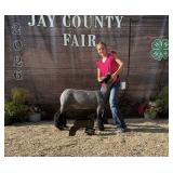 Jenna Walker - Sheep