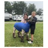 Tinley Walker - Sheep