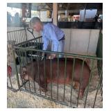 Easton Johnson - Swine