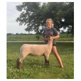 Kenzley Blunk - Sheep