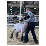 Parker Brunnemer - Sheep