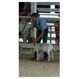 Camden Buckland Goat