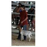 Nicholas Somers Goat