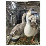 Pair of geese