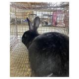 Flemish giant doe