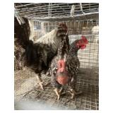 Pair of Chickens