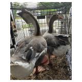 Pair of geese