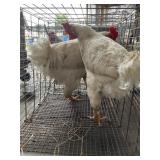 Roosters