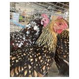 Hens