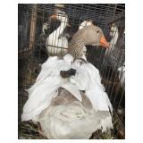 Sebastopol goose