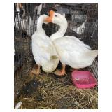 Pair of geese
