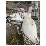 Royal palm turkey pair