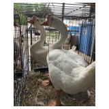 Pair of geese