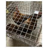 Pair of Bantams