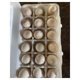 18 pk Old English Bantam Eggs