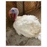 Big White Turkey