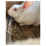 Rabbit