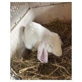 english lop buck